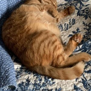 Meet your Posher, Carol